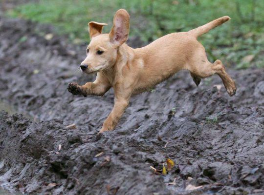 Adorable Labrador Puppies for Sale – Vaccinated & Healthy!